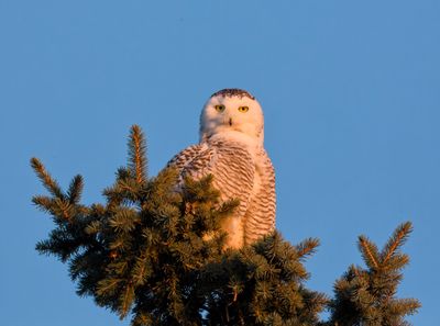 snowy_owls