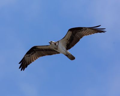 OspreyInFlight_MG_4022.jpg