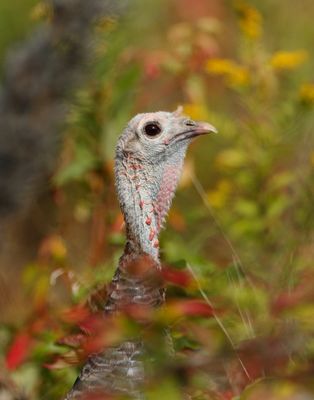 Turkey_MG_4244_Crop.jpg