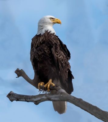 Bald Eagle