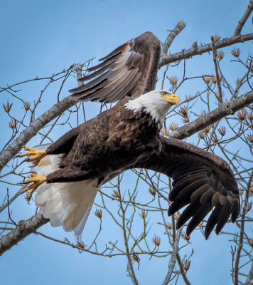 Bald Eagle
