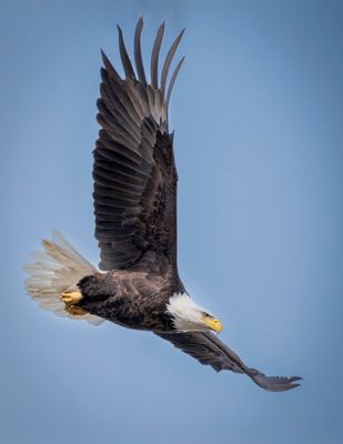 Bald Eagle