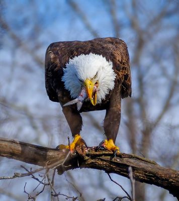 Bald Eagle