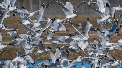 Gulls