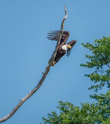 Bald Eagle
