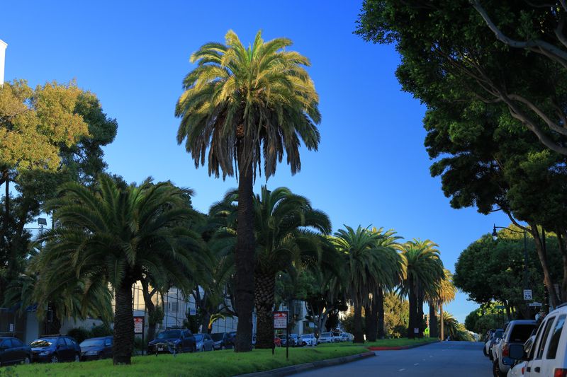 Dolores Street