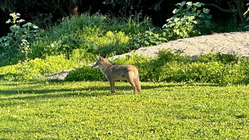 Coyote on Baseball Field