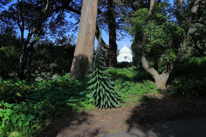 Tree Echium