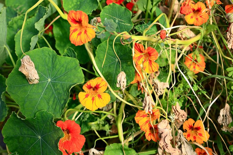 Garden Nasturtium