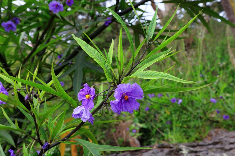 Tasmanian Kangaroo Apple