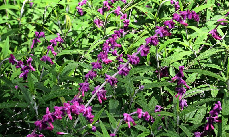 Salvia Mexican Bush Sage