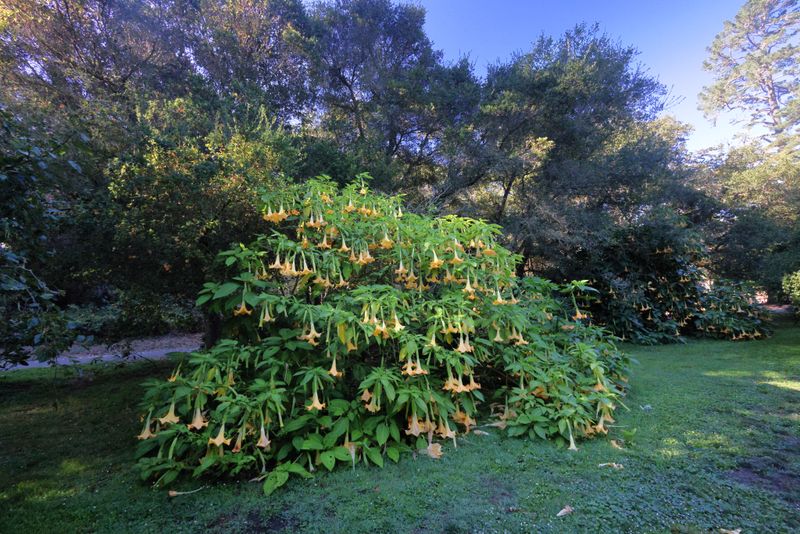 Angels Trumpet