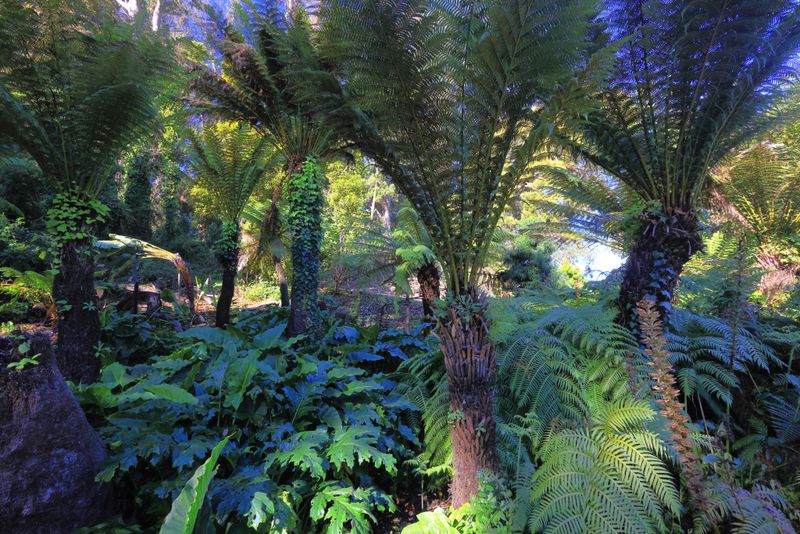 Tasmanian Tree Fern