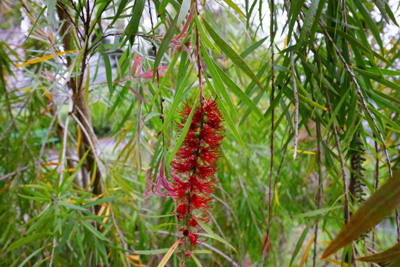 Weeping Bottlebrush