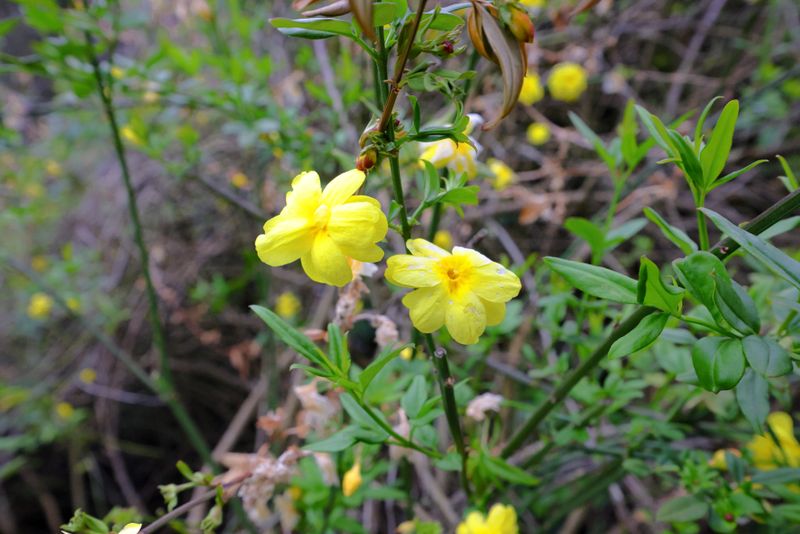 Japanese Jasmine