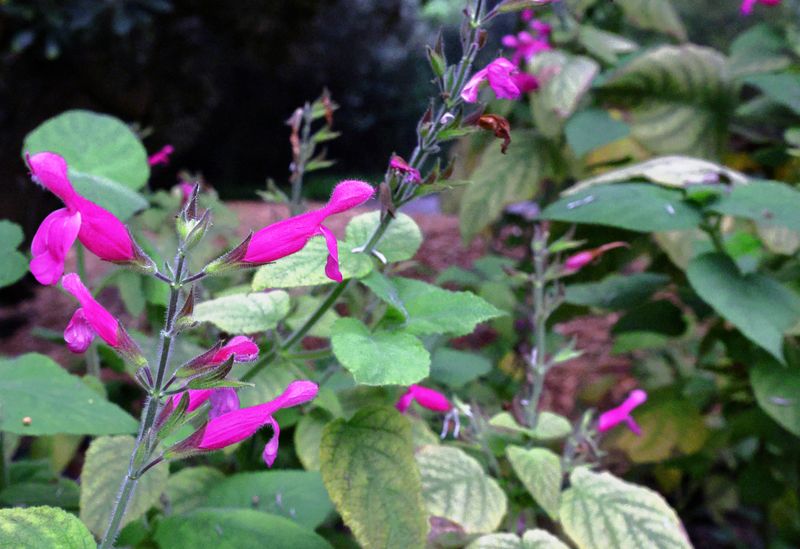 Salvia (Sage)