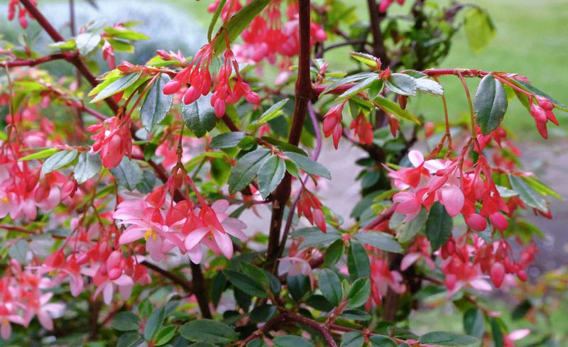 Begonia Foliosa
