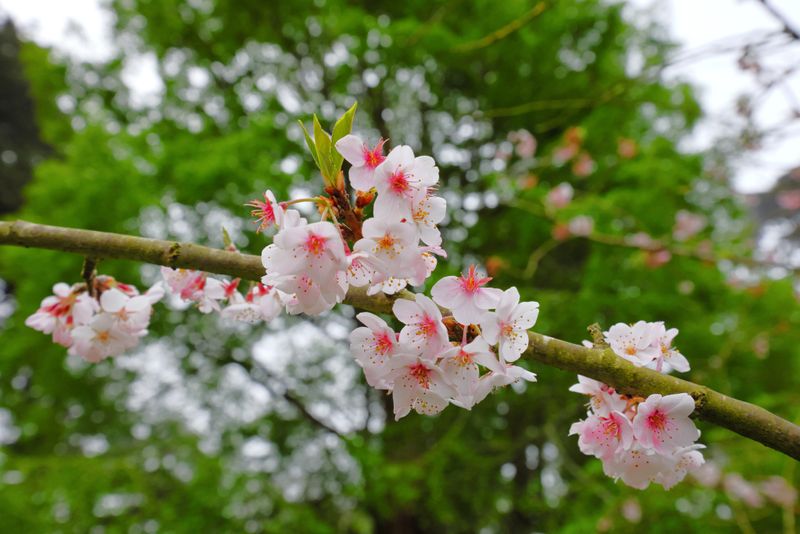 Yoshino Cherry