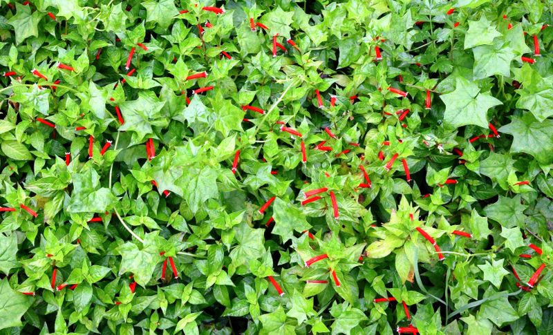 Firecracker Plant