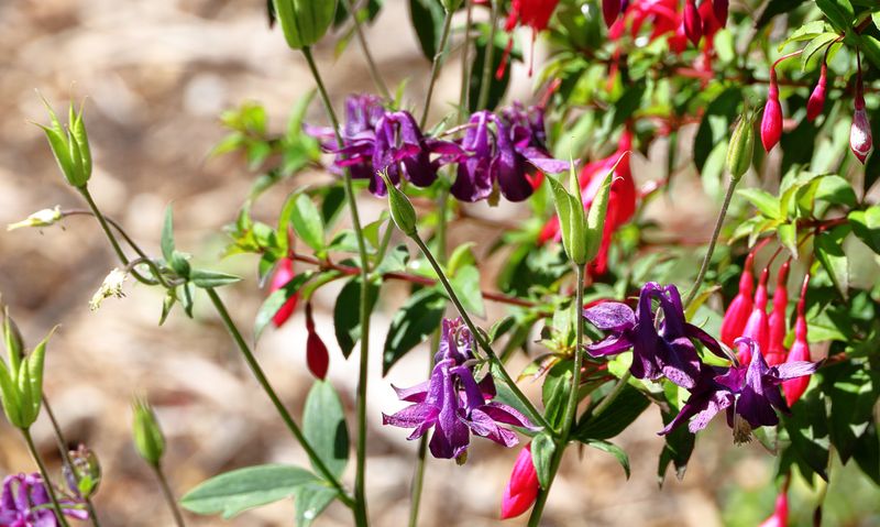 Common Columbine