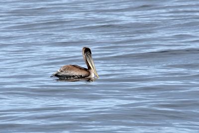 Monterey Bay Whale Watch 2023