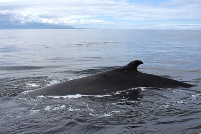 Humpbacks 05-04-23