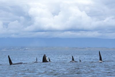 ORCA's 05-04-23