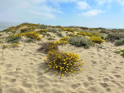 Mojave Suncup