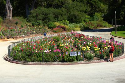 Annual Dahlia Garden
