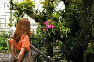 Orchids