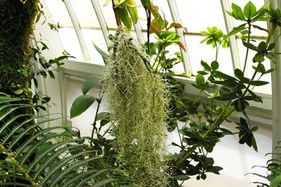 Sky Plant
