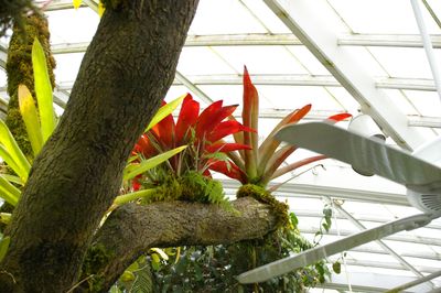 Bromelia