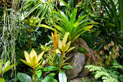 Quill Plant (Bromeliad)