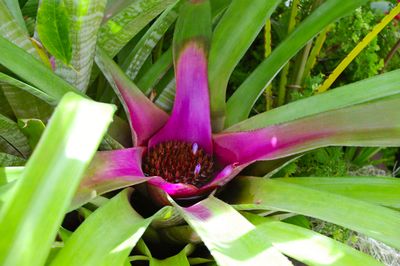 Bromelia