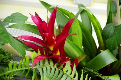 Bromeliad