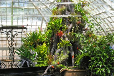Bromelia