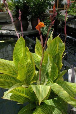 Canna Lily