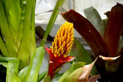 Guzmana Conifera (Bromelia)