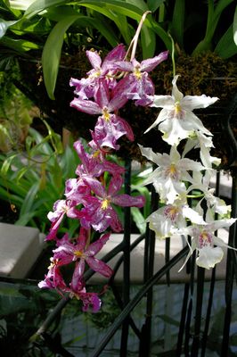 Epiphytic Orchids