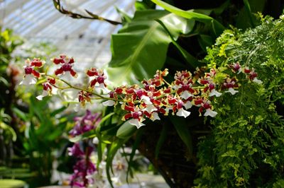 Oncidium Orchids