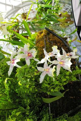 Beallara Orchids