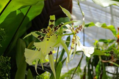 Brassidium Yellow Star Orchid