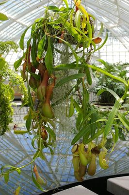 Pitcher Plant