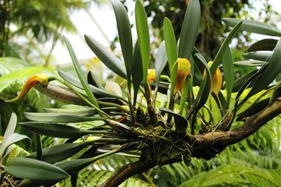 Masdevallia