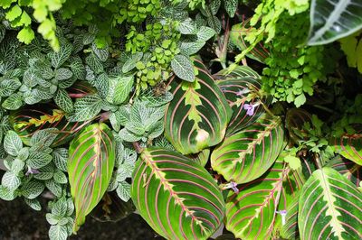 Nerve Plant (small leaves) & Prayer Plant (large leaves)