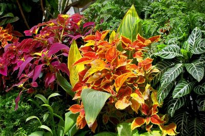 Orange Coleus (mint family)
