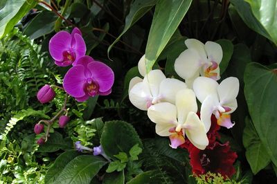 Purple Moth & White Phalaenopsis Aphrodite Orchids