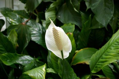 Peace Lily