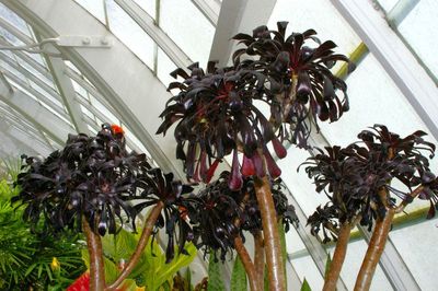 Black Rose (Zwartkop)