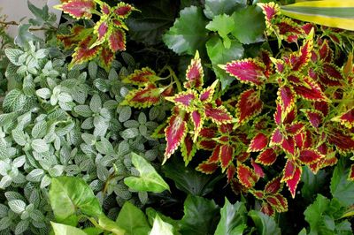 Coleus